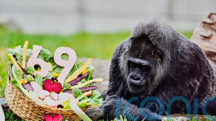 Apey birthday to Fatou, the world&rsquo;s oldest gorilla turns 69