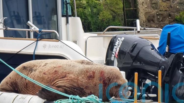 Onlookers urged to give walrus spotted in harbour space to rest