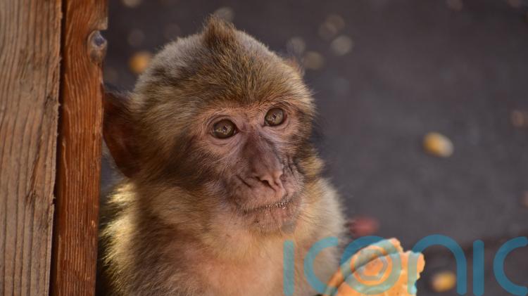 Monkeys learn to swallow soil so they can keep eating junk food &ndash; research