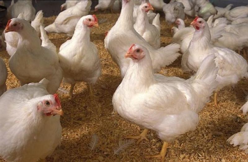 Govt issues advice to Waterford bird and poultry owners to help prevent avian flu