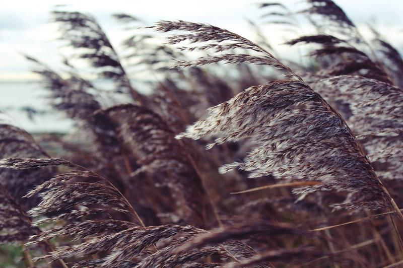 Louth Weather: Very windy day as Storm Bram tracks close to Ireland