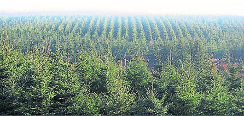434 hectares  planted in Leitrim  last year