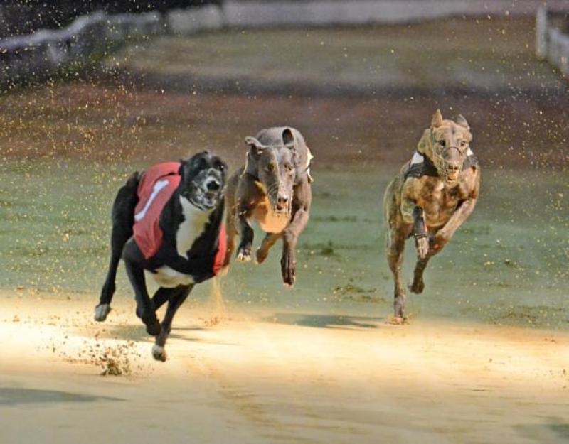 Fancied runners, bar one, make the Irish Sprint Cup semi-finals at Dundalk Stadium, writes Joe Carroll