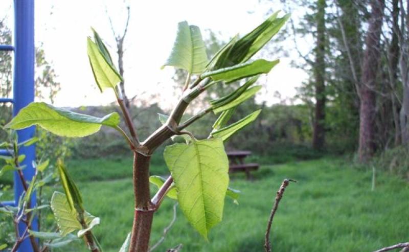 Laois battle against invasive Japanese Knotweed heats up