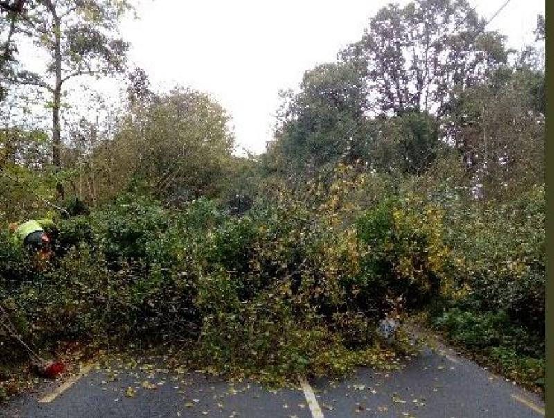 Fire Service advise care as huge trees are still falling in Laois