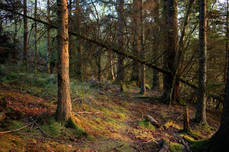 Forestry