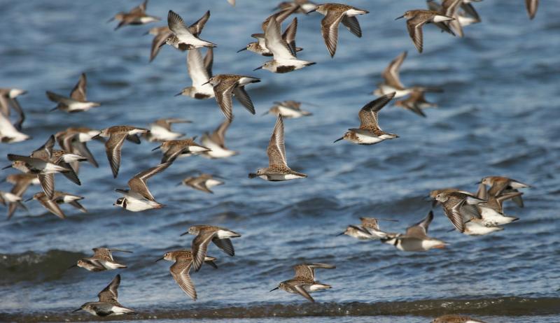 Kilkenny nature enthusiasts urged to apply for grants to capture and record natural history
