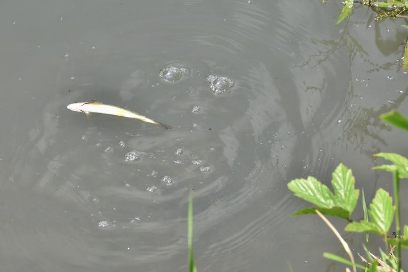 Fish kill in Kilkenny river
