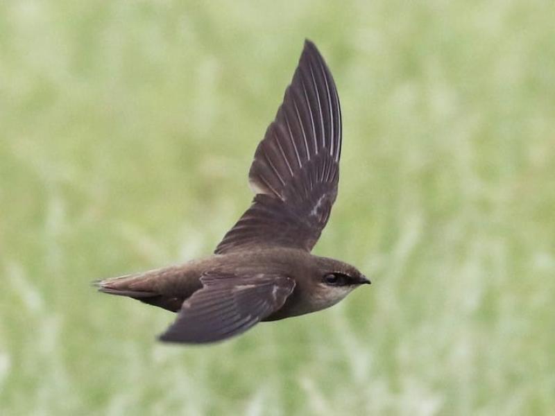 Help sought to identify swift nests in Kilkenny as part of new swift census