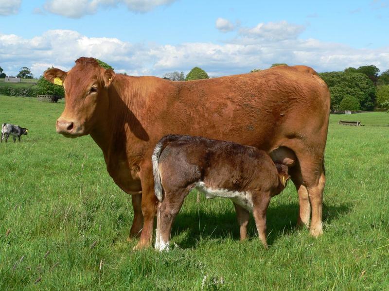 Tipperary farming: Macra president in call for payments to help beef finishers