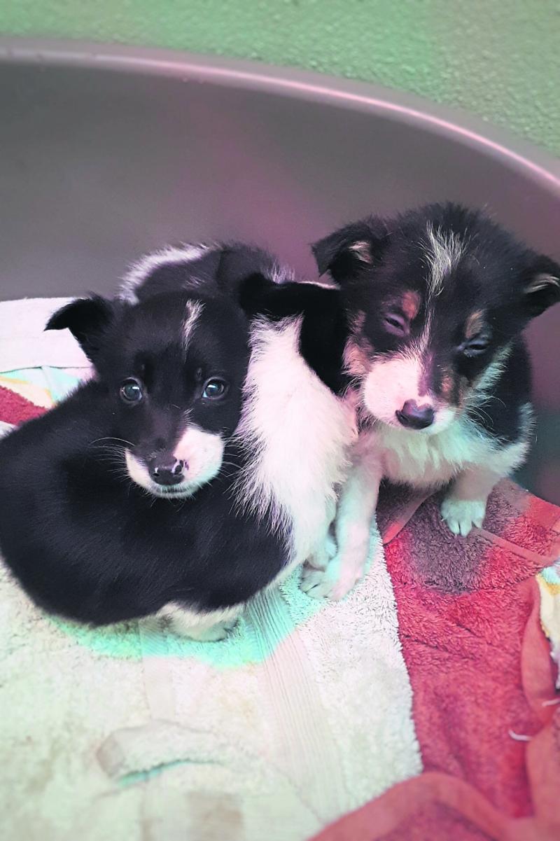 Puppies are not for Christmas insist Leitrim Animal Welfare