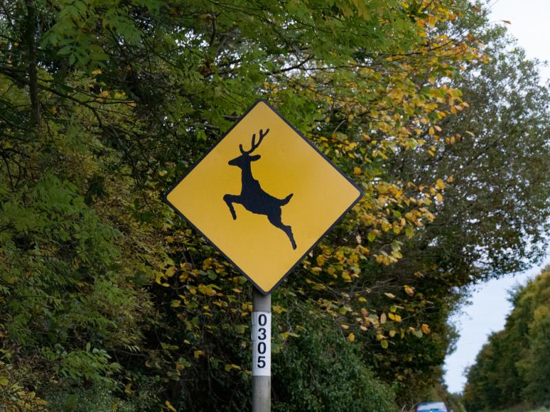 'A few bangs' prompt safety fears on Kilkenny road 'famous for deer crossings'