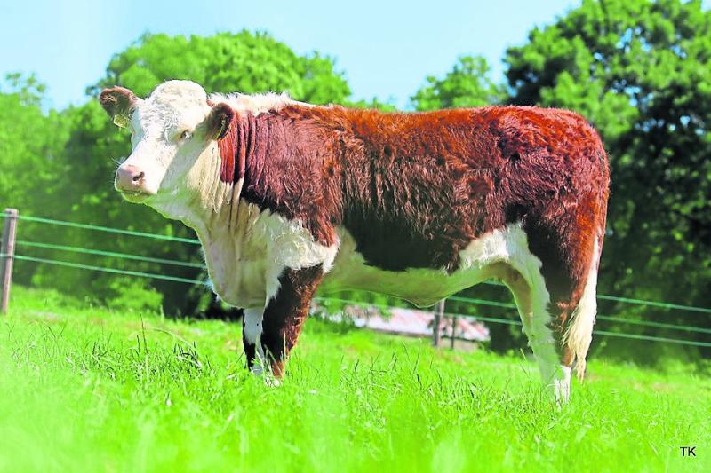 Longford Leader Farming: Three of the top Hereford herds join forces for Elite sale 