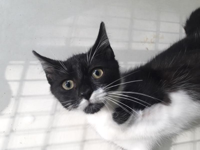 Tipperary Friends of Animals SPCA - cat neutering scheme