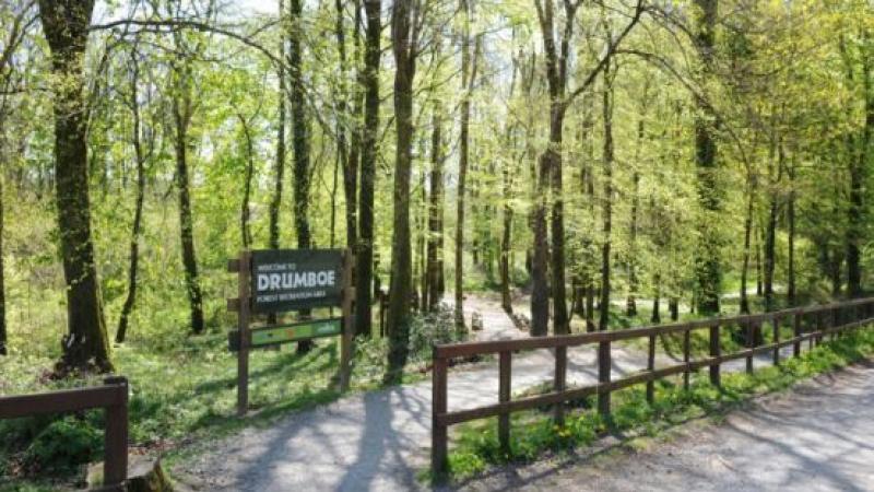 Exciting Drumboe Woods nature trail walk planned