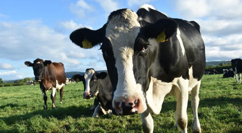 Minister must convene Beef Market Taskforce at once &ndash; McConalogue