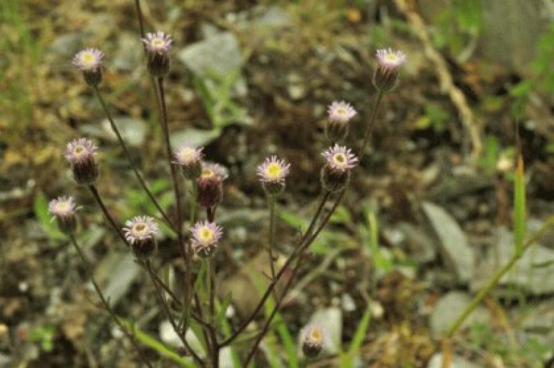 Waterford library hosts free heritage event on wildflowers today (August 20) 