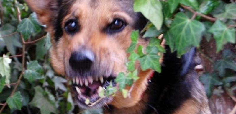 Tipperary dog owners are urged to keep pets under control during the lambing season