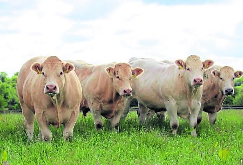 Kildare TD launches call for new agricultural research initiative 