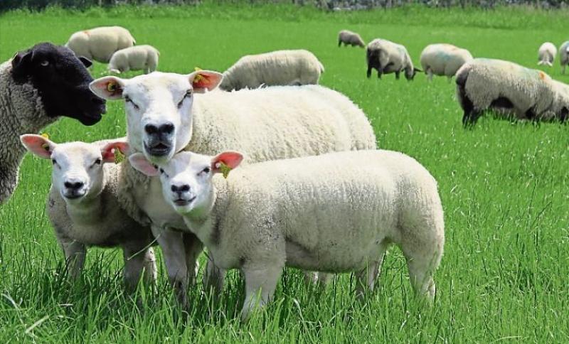 Spring sheep grass walk in Mountcharles