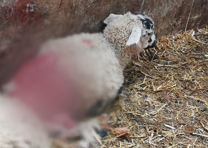 Dogs behind devastating Longford sheep kill had escaped council pound prior to attack