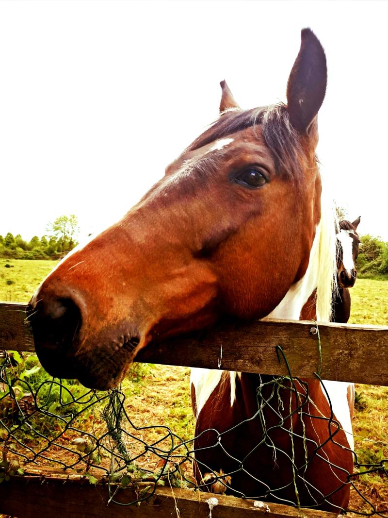 Horse dung issue in a Kildare town