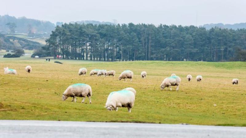 KILDARE: Curragh Plains online survey deadline extended to November 16