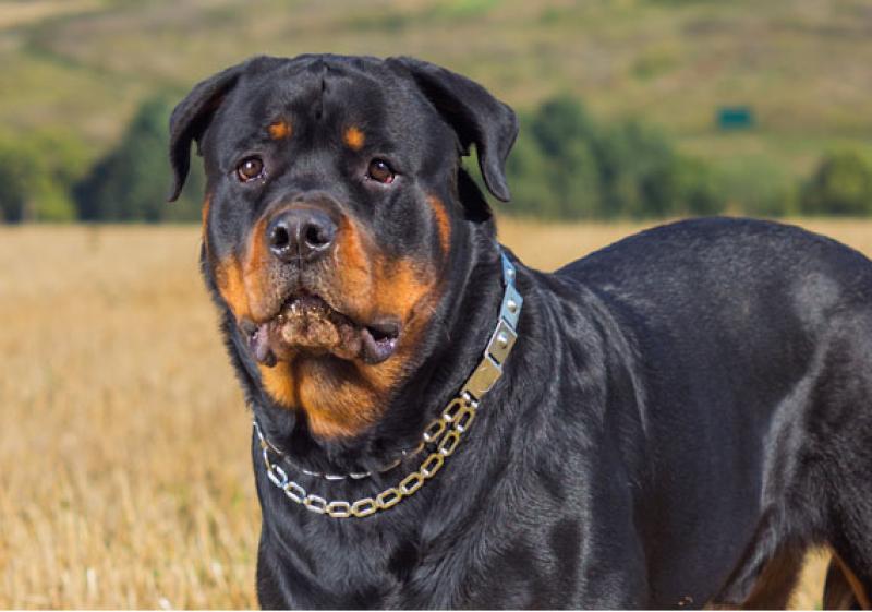Man who walked rottweiler without muzzle in Limerick fined in court 