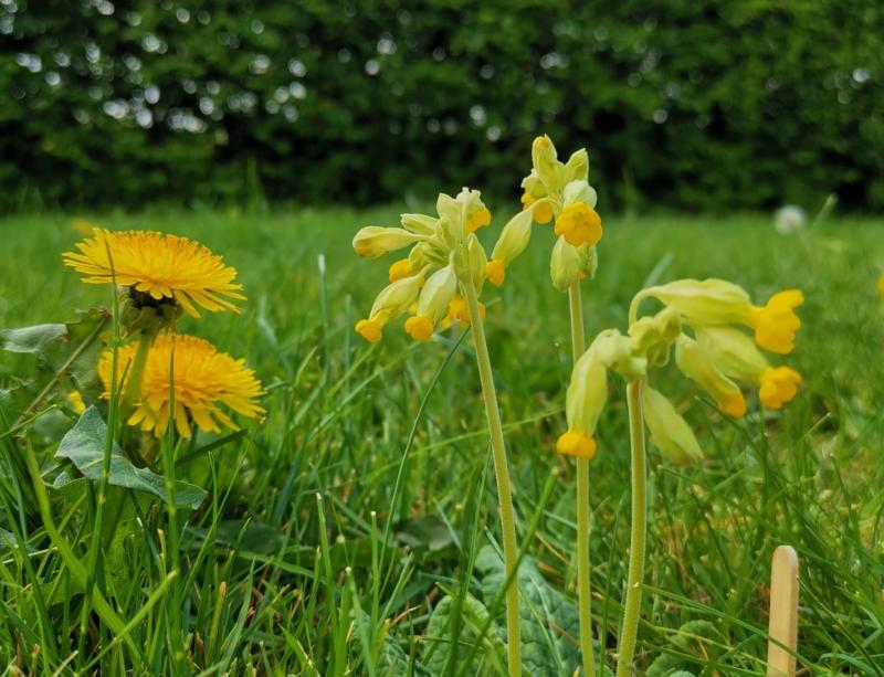 Tipperary primary schools invited to apply for a free Heritage Council visit during National Biodiversity week