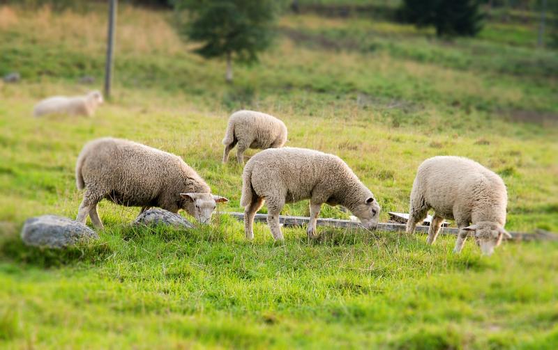 New enhanced rates for organic farmers in Carlow to come into effect in 2023