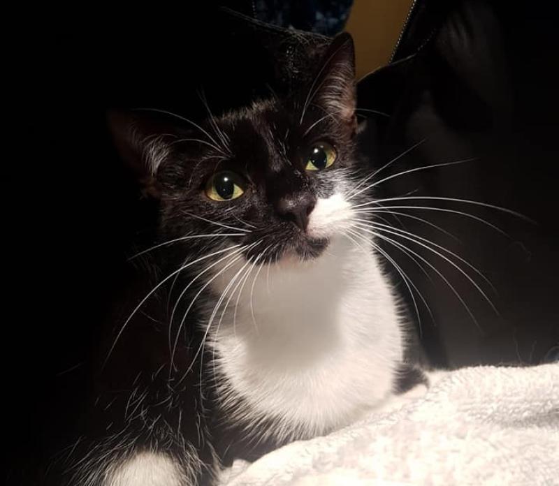 Purr-fect pet: Tipperary Friends of Animals to host cat adoption day in Nenagh