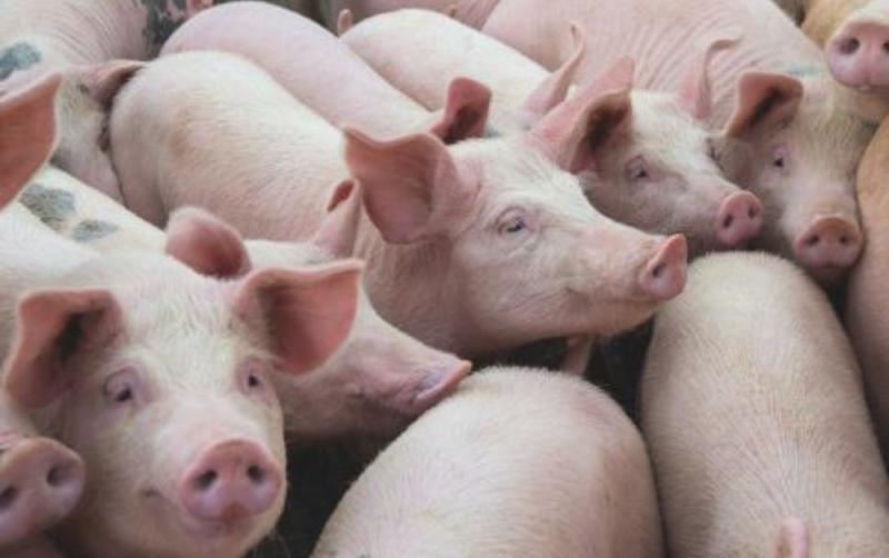Tipperary TD to raise farming challenges at Dáil committee hearing