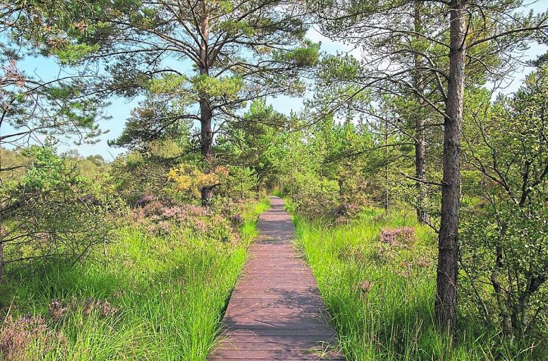 OPINION: We have a beautiful natural treasure right here in Offaly