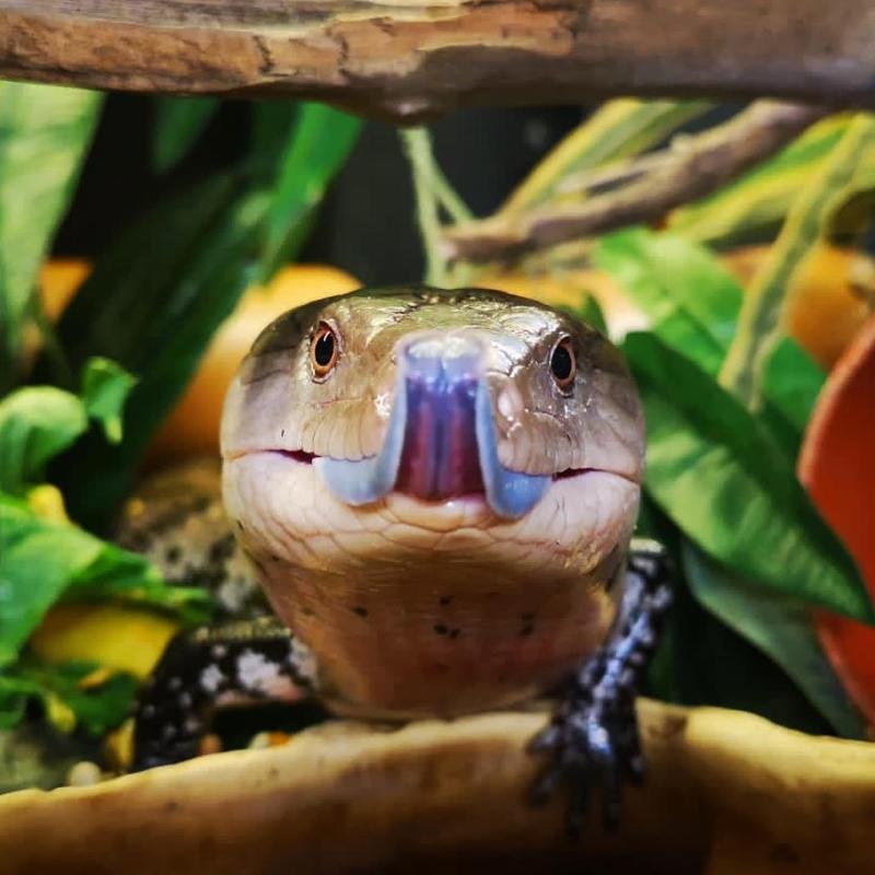 National Reptile Zoo in Kilkenny continues to thrive in challenging times