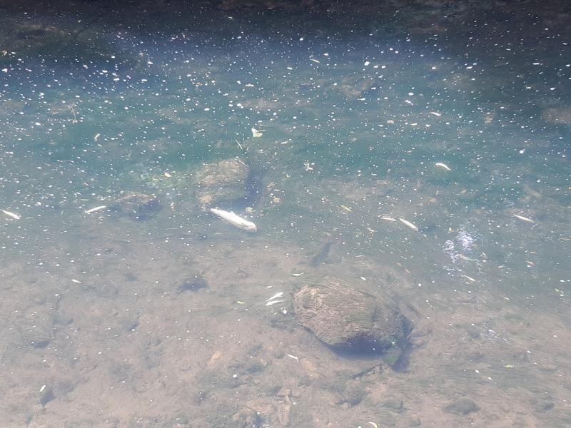 Investigation into massive Kildare fish kill 