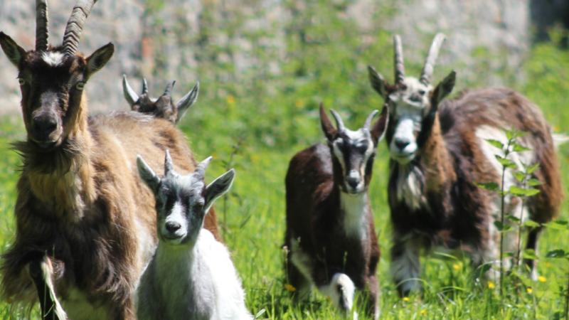 Laois council tenants 'livestock trespassing' on vintage club grounds