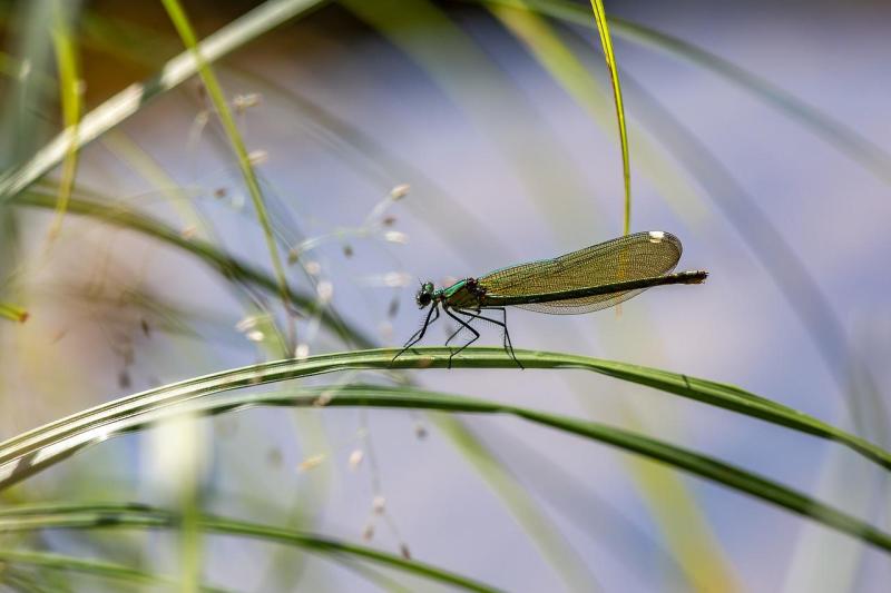 Dragonfly PIXABAY