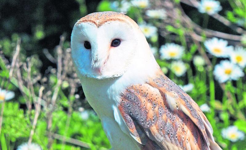 Tipperary County Council features in Birdwatch video on wildlife in urban areas
