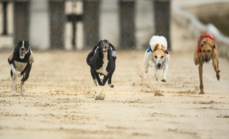 The latest greyhound racing results from Dundalk Stadium 