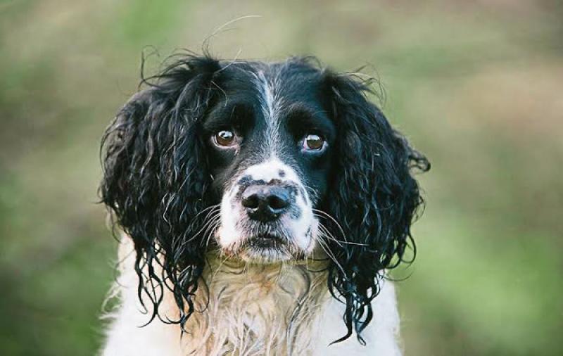 New dog warden to 'help address' dog control issues and fouling in Kilkenny