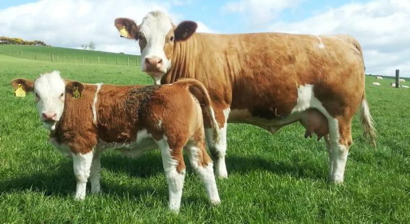 Extension of closing date for the Organic Farming Scheme to  December 15