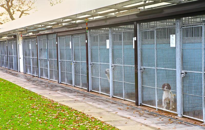 Dog pound stock image