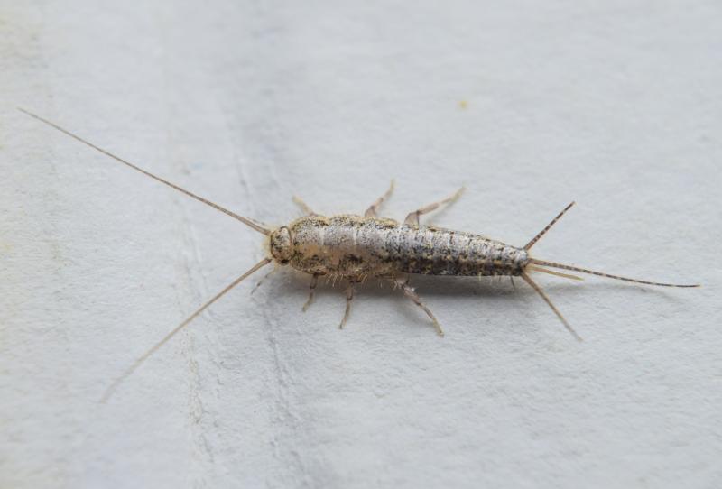 Warning issued over pests found in houses in Kilkenny