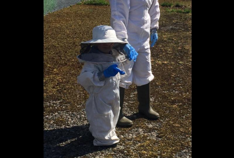 Hive of industry: Limerick's youngest beekeeper celebrates World Bee Day