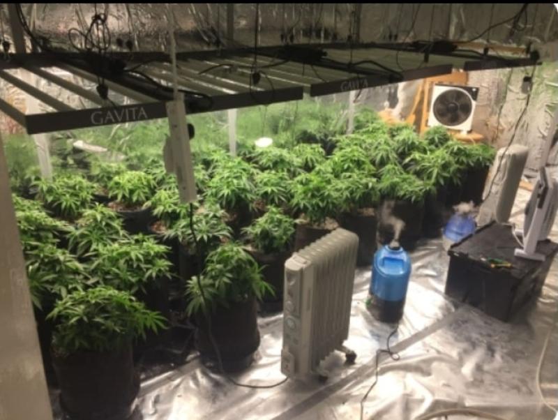 Cannabis plants