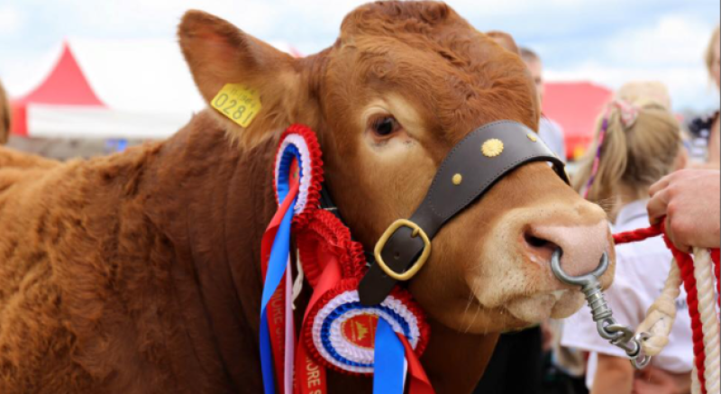 TULLAMORE SHOW