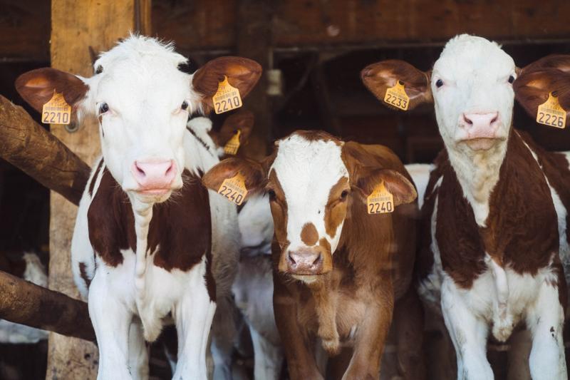 Carlow farmers urged to get the right advice for farm partnerships