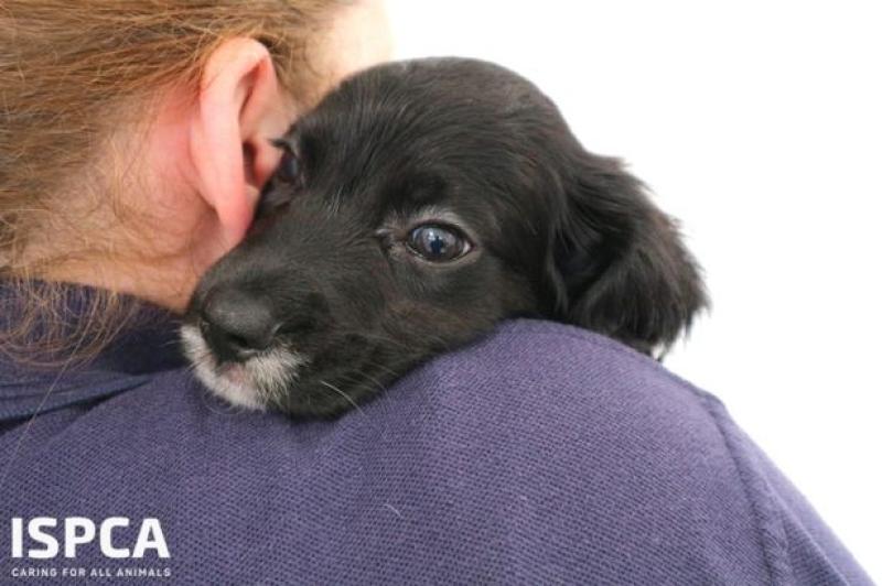 ISPCA