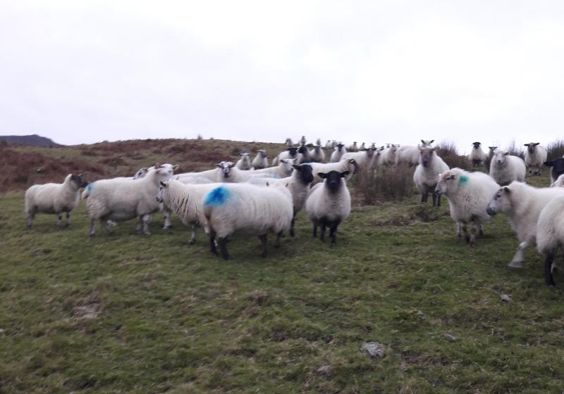 APPEAL: Reward offered for information leading to whereabouts of missing sheep 