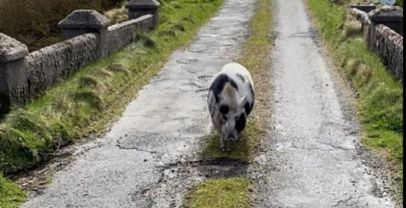George the Donegal pig has over a thousand Facebook friends